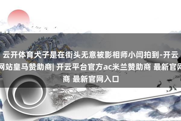 云开体育犬子是在街头无意被影相师小闫拍到-开云平台网站皇马赞助商| 开云平台官方ac米兰赞助商 最新官网入口